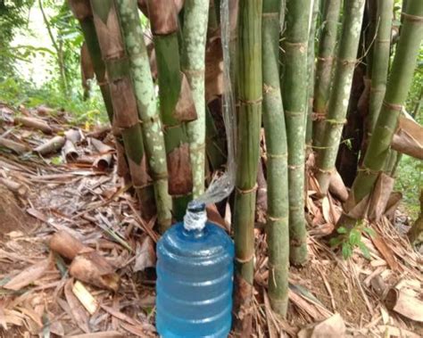 Sari Bambu, Minuman Alami Petani di Salassae yang Berkhasiat Jaga